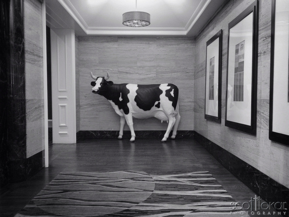 There is a cow in the lobby.
