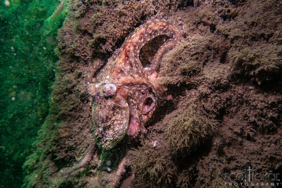 Pacific Octopus