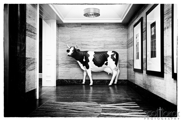Cow in the hall.